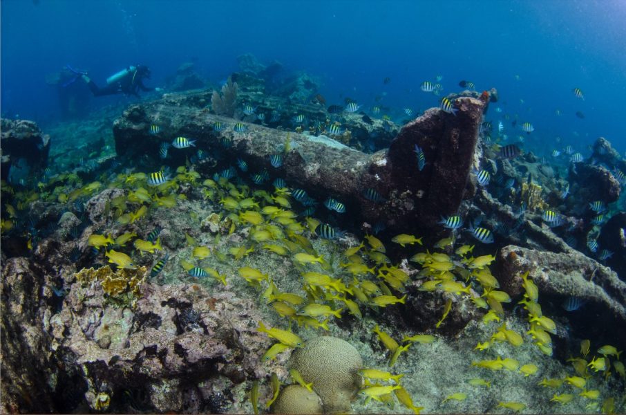 “No podemos dejar perder la biodiversidad de nuestro planeta”: OCEANA | Día Mundial de los Océanos