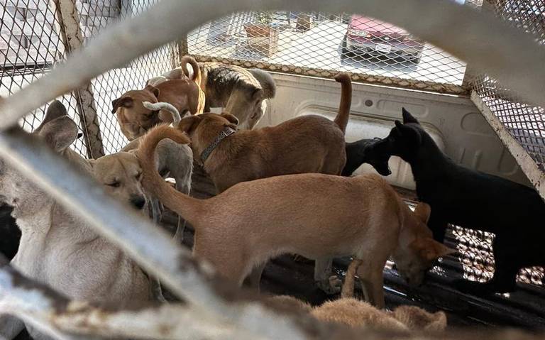 Los 400 canes rescatados serían enviados a EU para adopción