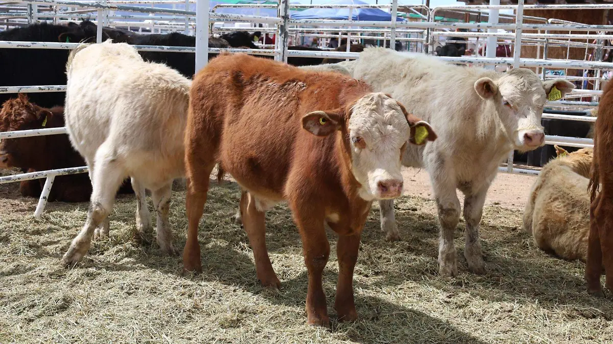 Exigen números reales de cabezas de ganado en Baja California